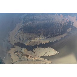 Activa Angular anglies grilis