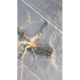 Juodos agrotekstilės mulčiavimas, apsaugantis nuo piktžolių.