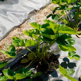 ☘️tvirtas nuo piktžolių agrotekstilės kilimėlis 1,6x10m 70g☘️