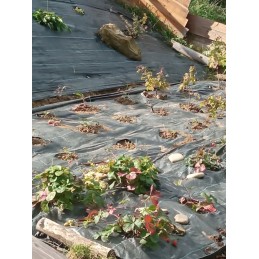 ☘️tvirtas nuo piktžolių agrotekstilės kilimėlis 1,6x10m 70g☘️