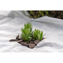 Balta žieminė agrotekstilė augalams dengti, sodo danga, 50g 1,6x10m
