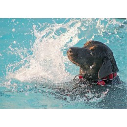 Baseino plūdė, baseino cheminių medžiagų dozatorius tabletėms ir kt