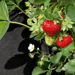 agrimpex dual-agro agrotekstilė 1,6 mx 5 m 50 g/m2 mini ritinėlis