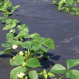 agrimpex dual-agro agrotekstilė 1,6 mx 5 m 50 g/m2 mini ritinėlis