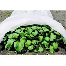 Balta, žieminė agrotekstilė (50g/m2)