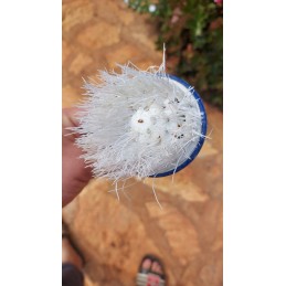 Round brush for cleaning pool corners