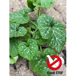 Kodėl verta pirkti Poltops gaminius pas mus?