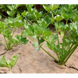 Kodėl verta pirkti Poltops gaminius pas mus?