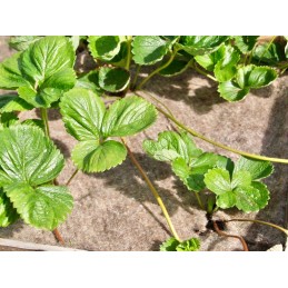 Kodėl verta pirkti Poltops gaminius pas mus?