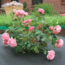 agro-nova agrotekstilė, mulčiavimas nuo piktžolių, 3,2 x 5 m, juodas