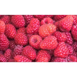 Vitaminas C l askorbo rūgštis 500g targroch fit
