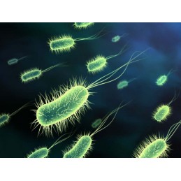 Vandens dezinfekcija natrio hipochloritas stab chlorox s1kg