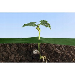 Žalia agrotekstilė 1,1m 50g UV 15m bellushortus