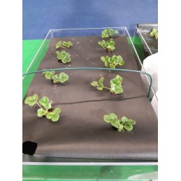 Agrotekstilė nuo piktžolių 1,10 x 10 m p50