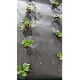 Agrotekstilė nuo piktžolių 1,10 x 10 m p50