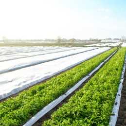 Balta žieminė agrotekstilė, 3,2 m pločio, 50 g/m2 metras