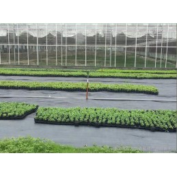 Agrotkanina mulčiavimo kilimėlis nuo piktžolių