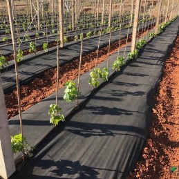 Wigo Garden juoda agrotekstilė 2% UV 50g/m2 80cm 10mb