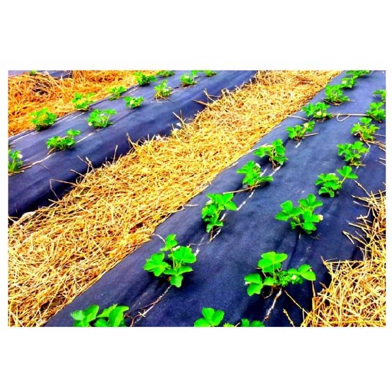 Agrotekstilė nuo piktžolių - juoda, gramas 50g/m².