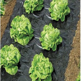 Polietileno agrotekstilė 2 x 5 m