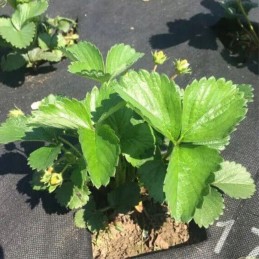 Juoda nuo piktžolių agrotekstilė 1,6mx10m megran