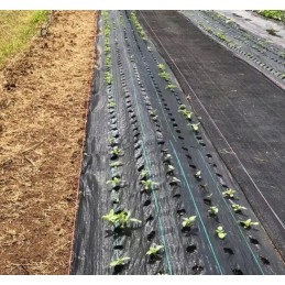 Agrotekstilė 90g/m2 0,8x10m skylės premium UV 3% agrotekstilės kilimėlis juodas