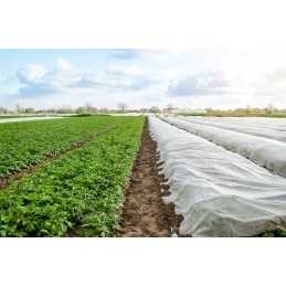 Agrotekstile dengiantis sodo neaustinis audinys 1,1x5m spyruoklinis baltas 17g atsilikimas