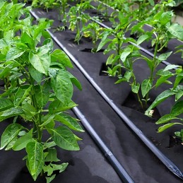 ✨ smeigtukai, kaiščiai, inkarai bradas agrotekstilės/agrotekstilės kraštams ✨