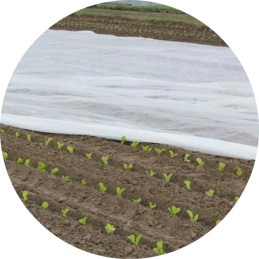 Balta agrotekstilė 320 x 1000 cm 17 g/m² 🪴