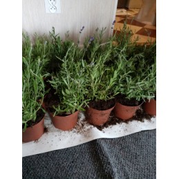 Juoda agrotekstilė 70 g/m2 - 1,1 x 10 m