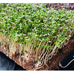 Kokoso kilimėlis gėlėms daigams 100x50cm