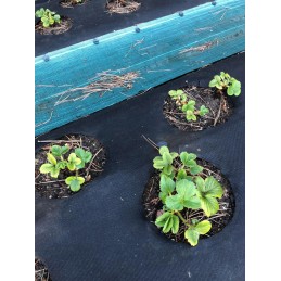 Agrotekstilės mulčiavimo dydis: 2,1 m x 10 m / 2,1 x 10 m