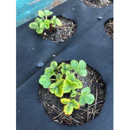 Agrotekstilės mulčiavimo dydis: 2,1 m x 10 m / 2,1 x 10 m