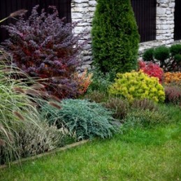 Smeigtukai inkarai auginimui 25cm 50 vnt