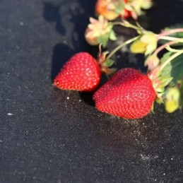 Agrowwoven for sci braškės juodos 1 20x 10 00 g50