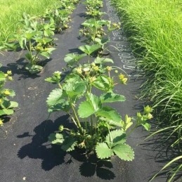 Agrowwoven for sci braškės juodos 1 20x 10 00 g50