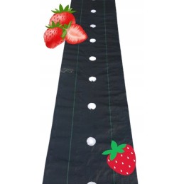 Juoda agrotekstilė 40cm x 10m piktžolėms su skylutėmis kas 15cm, stipri 95g/m2