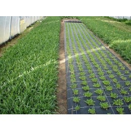 320 cm pločio 5 m ilgio agro piktžolių kontrolės audinys su UV stipriu storu pynimu 90g