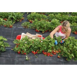 320 cm pločio 5 m ilgio agro piktžolių kontrolės audinys su UV stipriu storu pynimu 90g