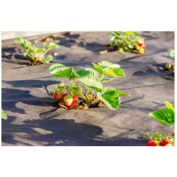 Agrotekstilės kilimėlis, storas, tvirtas, 2,1 x 10 m