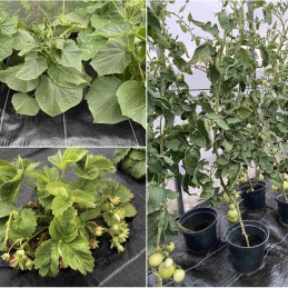 Agrotaudinis 1 6x5m 90g uv bellushortus smeigtukai