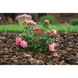 Growwoven mulčiavimas nuo piktžolių 1 60x10 gr 50 juoda