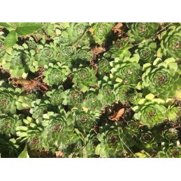 Agrotekstilė 1,6*10m p50