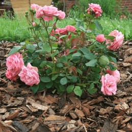 Agrowwoven 1 6 5 p50 ruda juoda dual agr paki