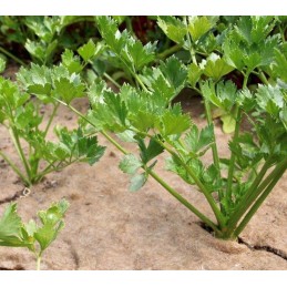 Biotekstilės mulčiavimas 200g/m2