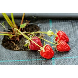 Agrotekstas augintas audinys juodas 160x 1000cm 70 g m2