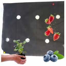 Agrotekstilė, skylės braškėms, 110 cm į metrą! tvirtas, patvarus 50g/m2