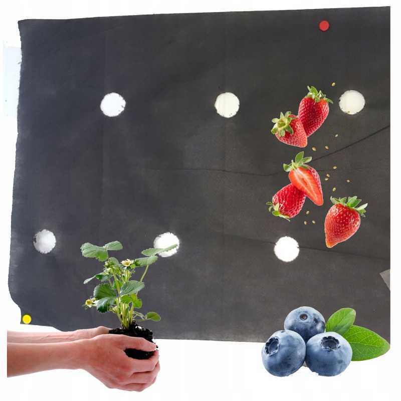 Agrotekstilė, skylės braškėms, 110 cm į metrą! tvirtas, patvarus 50g/m2
