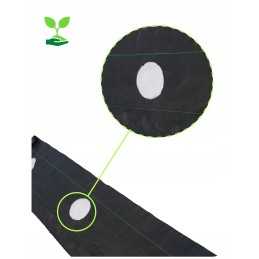 Žemės ūkio audinys, skylutės mėlynių tujoms, 110 cm į metrą