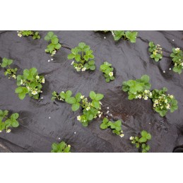 Agrotekstilės mulčiavimas nuo piktžolių